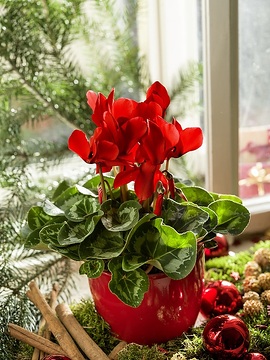 Amaryllis (Genus), Christbaumkugel, Cyclamen persicum, Weihnachten, Weihnachtsdekoration