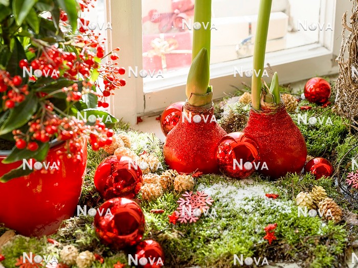 N2302347 Christmas decoration with Amaryllis and Ardisia