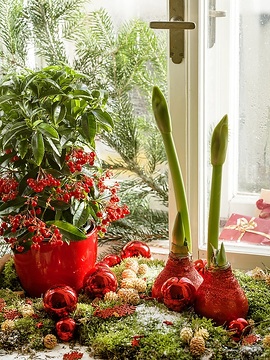 amaryllis (Genus), Christmas decoration, Christmas tree ball, Christmas, Coralberry