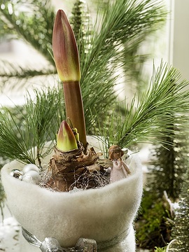 amaryllis (Genus), Angel, Christmas decoration, Christmas tree ball, Christmas