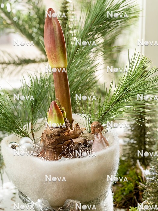 N2302384 Christmas decoration with Amaryllis