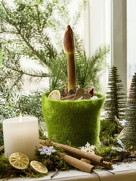 Amaryllis (Genus), Kerze, Kerzenlicht, Weihnachten, Weihnachtsdekoration