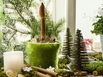 amaryllis (Genus), Christmas decoration, Christmas, Kerze, Kerzenlicht
