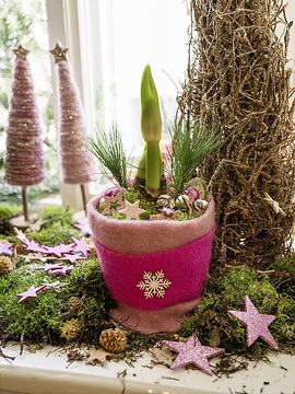 amaryllis (Genus), Christmas decoration, Christmas