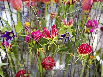 Blumengesteck, Clematis (Genus), Floristik, Frühlingsblüher, Gloriosa superba