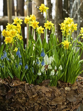 Muscari armeniacum, Narcissus jonquilla