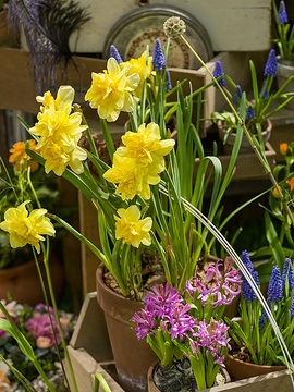 Hyacinthus orientalis, Muscari armeniacum, Narcissus jonquilla, Tontöpfe, Tulipa (Genus)