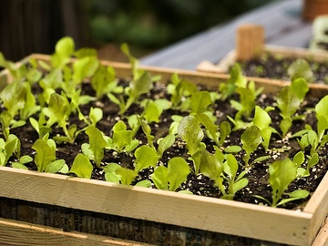 Lactuca sativa var. capitata, Seedling propagation, Seedlings, wooden box