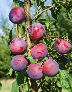 Prunus domestica subsp. domestica