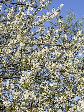 blauer Himmel, Cherry, Springtime