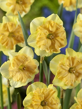 Narcissus Split-Corona
