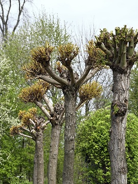 Rückschnitt, Salix babylonica