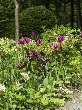 Helleborus orientalis, Hyacinthus orientalis, Tulipa (Genus)