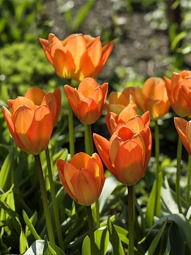 Frühlingsstimmung, Gegenlicht, Springtime, Tulipa Single Early