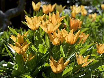 Frühlingsstimmung, Gegenlicht, Springtime, Tulipa Single Early