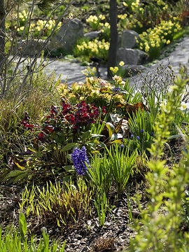 daffodil (Genus), Helleborus orientalis, Hyacinthus orientalis, Springtime