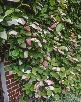 Actinidia kolomikta, House wall greening
