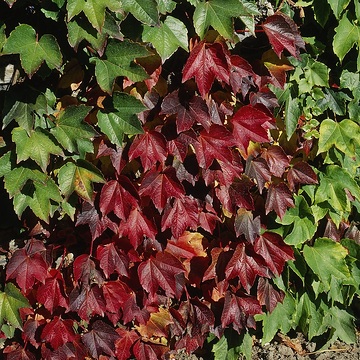 Herbst, Herbstfärbung, Herbststimmung, Parthenocissus tricuspidata, Schlingpflanzen