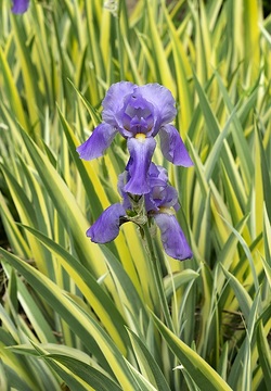 Iris x germanica, varigated leaves