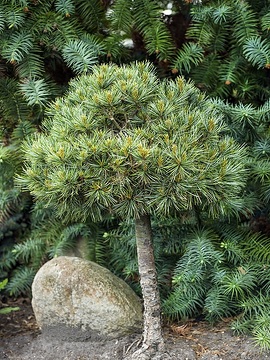 Hochstamm, Pinus koraiensis