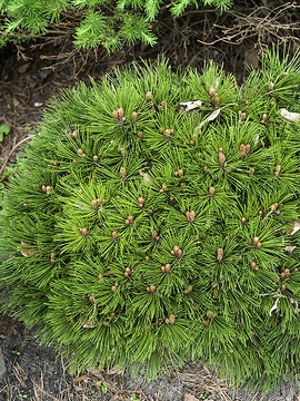 Pinus heldreichii