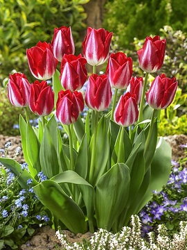 Tulipa Single Late