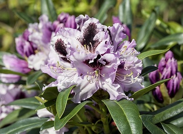 Rhododendron Hybride