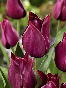 Lily-Flowered Tulip