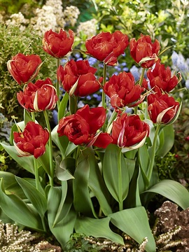 Tulipa Double Late