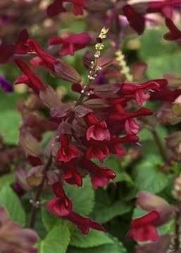 Salvia (Genus)