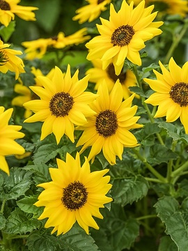 sunflower (Genus)