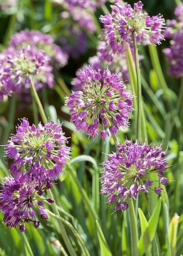 Allium (Genus)