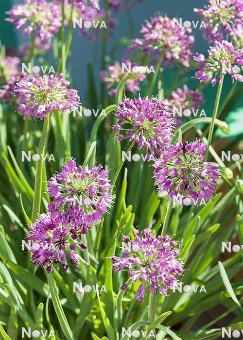 N1928607 Allium Lavender Bubbles