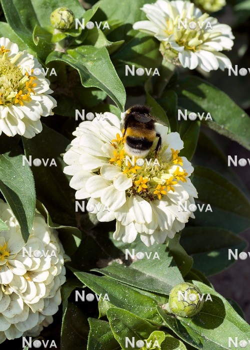 N1530584 Zinnia Liliputek White witgh bumble bee