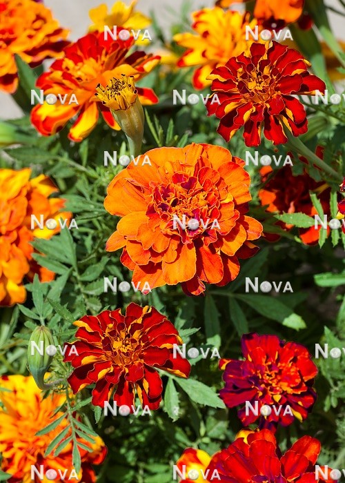 N1530210 Tagetes Red Cherry