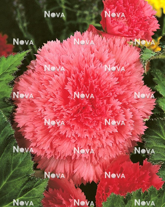 80 47 65 Begonia Fimbriata California