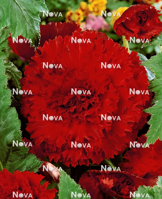 80 48 04 Begonia Fimbriata California Dark Red