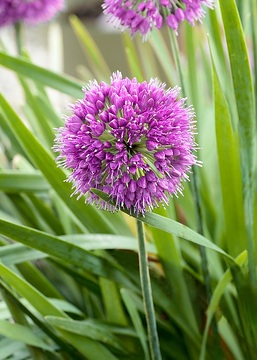 Allium giganteum, Biene