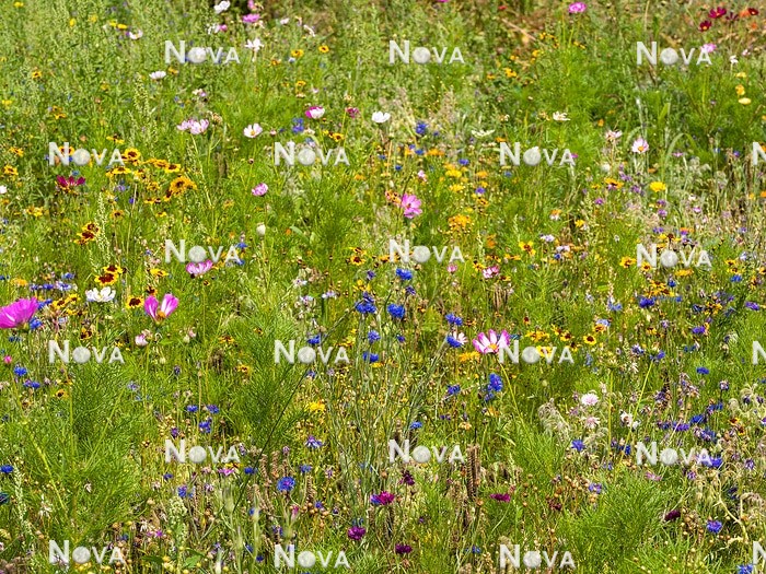 N1530554 Flower meadow with annuals