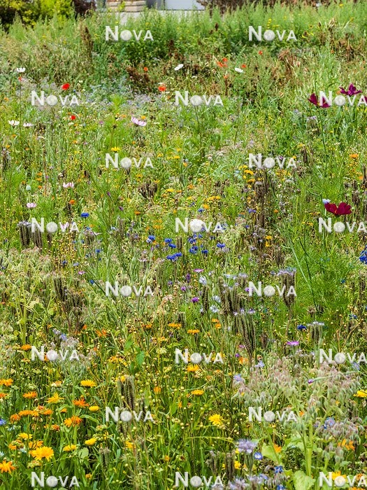 N1530557 Flower meadow with annuals