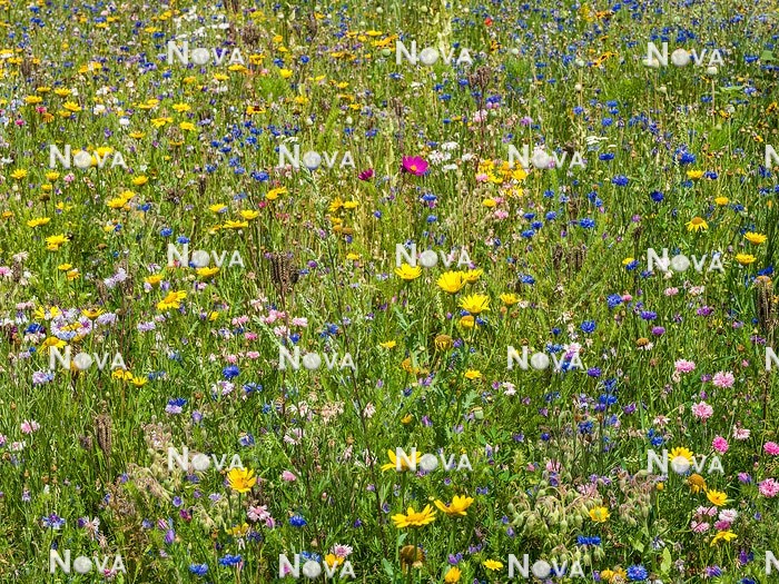 N1530565 Flower meadow with annuals