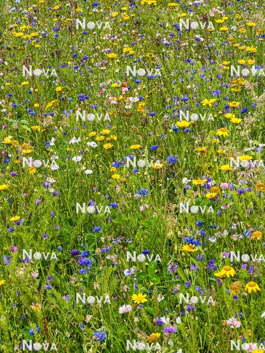 N1530567 Flower meadow with annuals