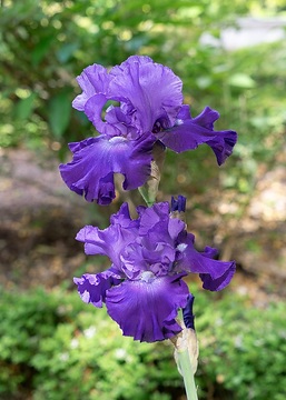 Iris x germanica