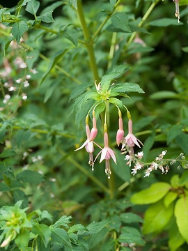 Fuchsia magellanica var. molinae