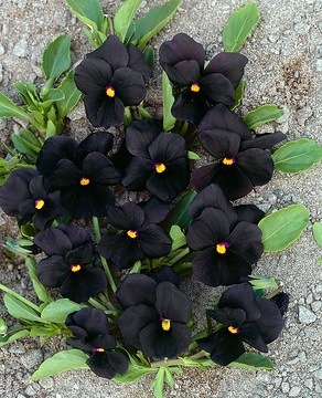 Viola cornuta