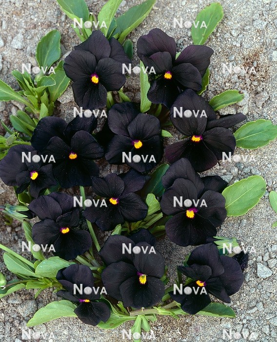 N1500114 Viola Bowles Black