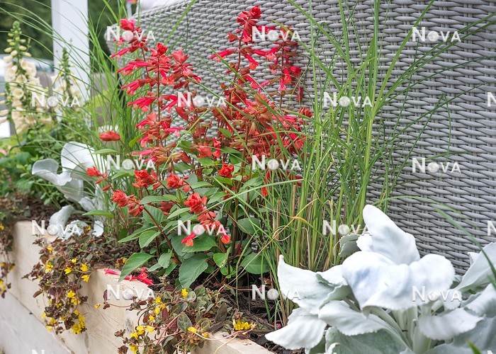 N1530683 Planting with Salvia splendens