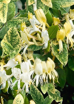 Lonicera japonica, panaschierte Blätter