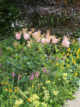 Common Beech, Filipendula rubra, Geum coccineum, Ligularia przewalskii, Primula florindae, Spiked Loosestrife