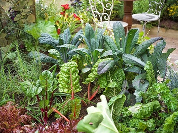 Brassica oleracea var. acephala, Cauliflower, Garden Furniture, Gemüsegarten, Lactuca sativa, Swiss Chard, vegetables mix